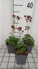 Planten Astrantia 'Moulin Rouge'   pot 9x9 cm
