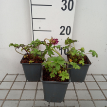 Planten Astrantia major 'Ruby Wedding'   pot 9x9 cm
