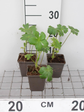 Planten Astrantia major 'Shaggy'   pot 9x9 cm  