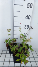 Planten Astrantia major 'Snow Star'   pot 9x9 cm  