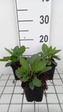 Planten Aster macrophyllus 'Twilight'   pot 9x9 cm  