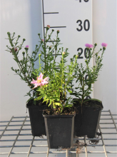 Planten Aster novi belgii 'Fellowship'   pot 9x9 cm