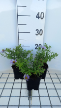 Planten Aster oblongifolius 'October Skies'   pot 9x9 cm  