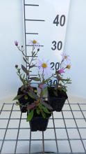 Planten Aster pyrenaeus 'Lutetia'   pot 9x9 cm  