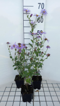 Planten Aster thomsonii   pot 9x9 cm  