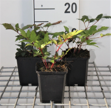 Planten Astilbe 'Vesuvius'   pot 9x9 cm