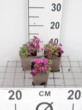 Planten Aubrieta 'Cascade Purple'   pot 9x9 cm  