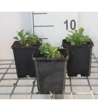 Planten Aubrieta 'Cascade Red'   pot 9x9 cm  