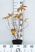 Planten Azalea knaphill   geel   pot   40 50 cm  