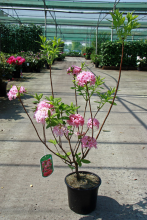 Planten Rhododendron 'Knap Hill Pink'   pot   40 50 cm