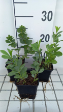 Planten Baptisia australis   pot 9x9 cm  