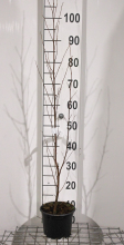 Planten Betula pendula   pot 2L   80 100 cm  