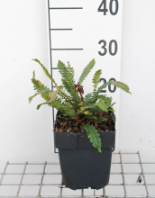 Planten Blechnum spicant   pot 2L