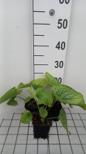 Planten Brunnera macrophylla 'Alexander's Great'   pot 9x9 cm  