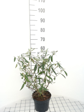 Planten Buddleja davidii 'Royal Red'   pot   40 60 cm  