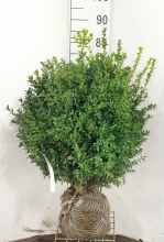 Planten Buxus sempervirens   aardekluit   50 60 cm   struik  