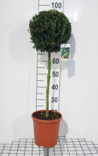 Planten Buxus sempervirens   pot 5L   geënt op stam  