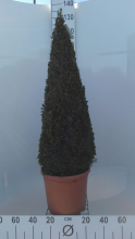 Planten Buxus sempervirens   pot   90+ cm   piramidevorm