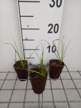 Planten Butomus umbellatus   biopot diameter 7 cm  