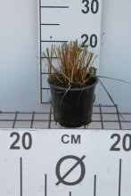 Planten Calamagrostis x acutiflora 'Karl Foerster'   pot 1,5L  