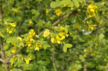 Planten Caragana arborescens   blote wortel   50 80 cm  
