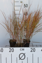Planten Calamagrostis arundinacea   pot 9x9 cm
