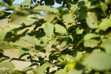 Planten Carpinus betulus   pot   40 60 cm