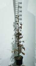 Planten Carpinus betulus   pot 5L   125 150 cm