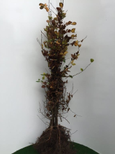 Planten Carpinus betulus   blote wortel   125 150 cm   1+2 (leeftijdscode)  