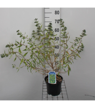 Planten Caryopteris x clandonensis 'Worcester Gold'   pot   30 40 cm