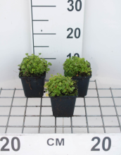 Planten Campanula garganica   pot 9x9 cm