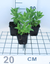 Planten Campanula lactiflora 'Prichard's Variety'   pot 9x9 cm