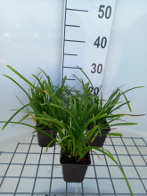 Planten Carex morrowii 'Irish Green'   pot 9x9 cm  