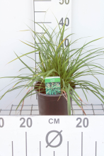 Planten Carex morrowii   pot 3L