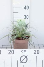 Planten Carex oshimensis 'Fiwhite' (Everest)   pot 3L