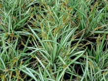 Planten Carex ornithopoda 'Variegata'   pot 9x9 cm
