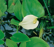 Planten Calla palustris   pot 9x9 cm  