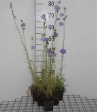 Planten Campanula persicifolia 'Grandiflora Coerulea'   pot 9x9 cm  