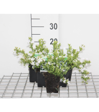 Planten Campanula poscharskyana 'E.H. Frost'   pot 9x9 cm  