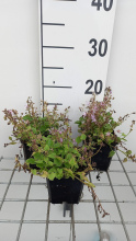 Planten Campanula poscharskyana 'Lisduggan Variety'   pot 9x9 cm  