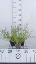 Planten Campanula poscharskyana   pot 9x9 cm