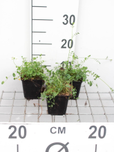 Planten Cardamine pratensis   pot 9x9 cm  