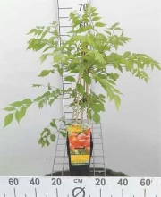 Planten Campsis radicans 'Flamenco'   pot   50 60 cm  