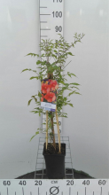 Planten Campsis x tagliabuana 'Mme Galen'   pot   50 60 cm  