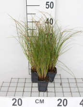 Planten Carex testacea 'Prairie Fire'   pot 9x9 cm  