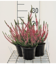 Planten Calluna vulgaris   Struikheide   pot diameter 10,5 cm   10 12 cm  