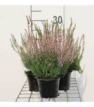 Planten Calluna vulgaris   roze   pot diameter 10,5 cm   10 12 cm  