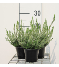 Planten Calluna vulgaris   wit   pot diameter 10,5 cm   10 12 cm  