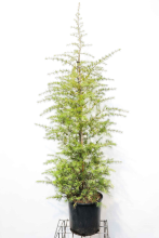 Planten Cedrus deodara   pot 18L   125 150 cm