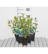 Planten Ceratostigma plumbaginoides   pot 9x9 cm  